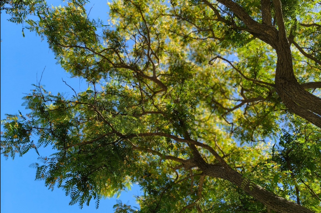 Tree canopy against blue sky